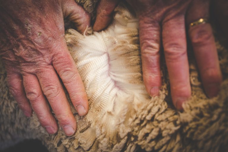 Shearing and Wool Classing Project