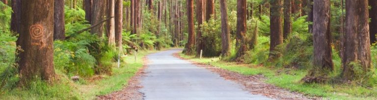 Pathway to Tree Felling Skills Project