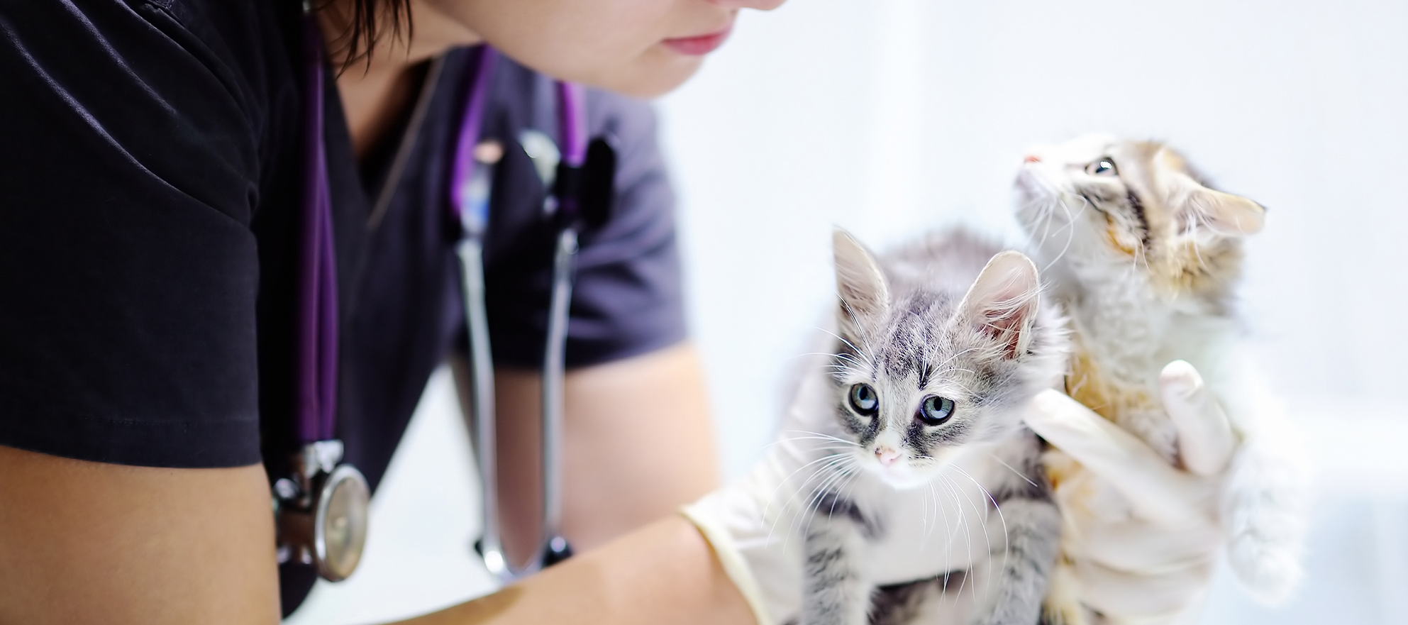 Mapping Licensing and Regulatory Considerations Project