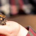 A person holds out a handful of soil for testing.